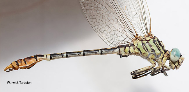 Dragonflly, Onychogomphus supinus